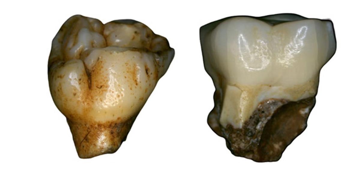 মানব বিবর্তনের নতুন রহস্য উন্মোচন